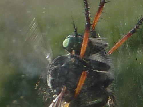 Neoitamus sp.